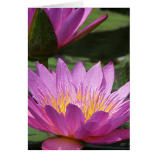 Cartão toda a ocasião