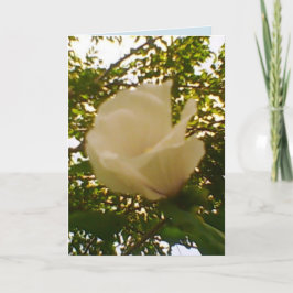 Cartão Todas as Ocasiões de Rosa Branca