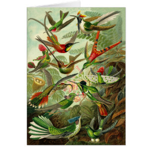 Cartão Todo-Ocasião da ilustração do colibri de Haecke