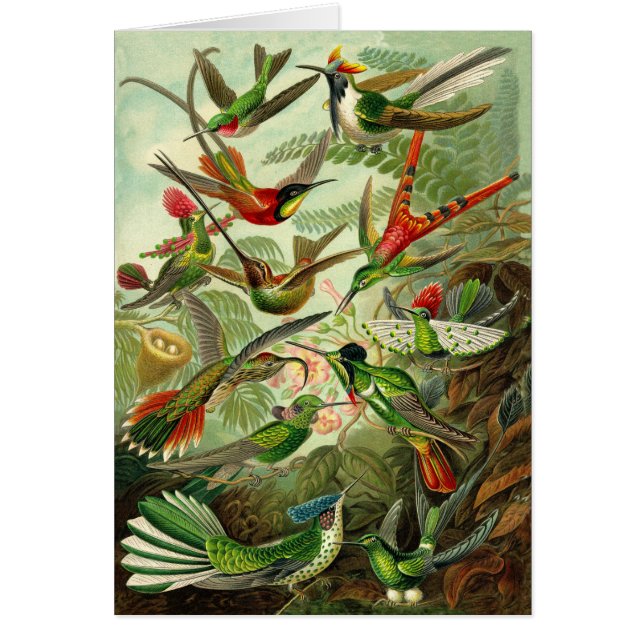 Cartão Todo-Ocasião da ilustração do colibri de Haeckel (Frente)