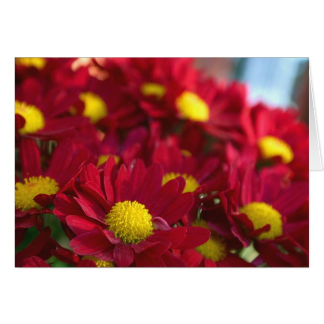 Cartão Todos tem uma mãe (Frente Horizontal)