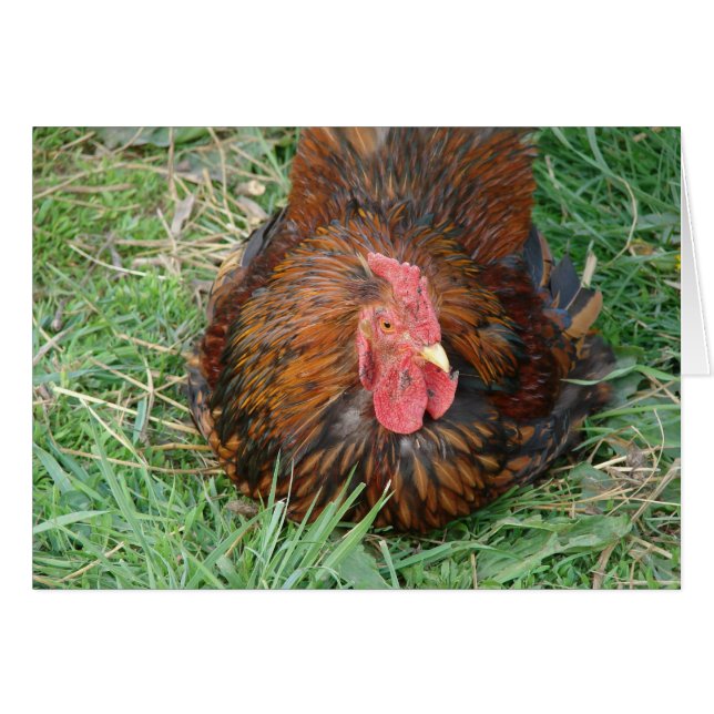 Cartão Tomando uma Galeria de Quebra (Frente Horizontal)