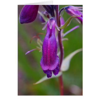 Cartão Tongue da barba.Botão preso