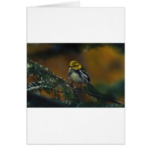 Cartão Torneira-branca