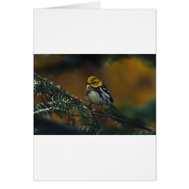 Cartão Torneira-branca (Frente)