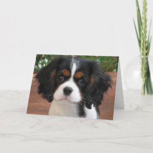 Cartão Torta de Cutie