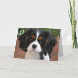 Cartão Torta de Cutie