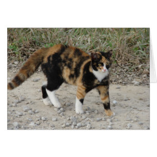 Cartão Torti Spooked