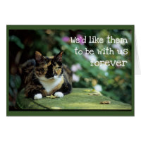 Tortie Cat no Jardim Bench - Simpatia