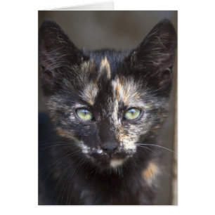 Cartão Tortoisinferno Kitten