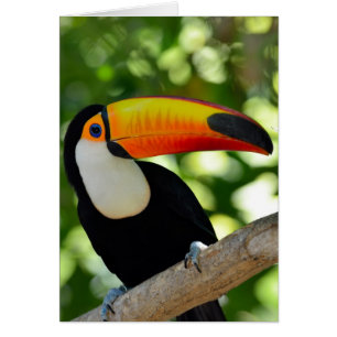Cartão Toucan