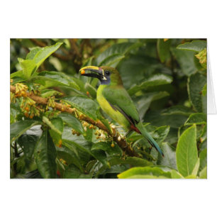 Cartão Toucanet esmeralda
