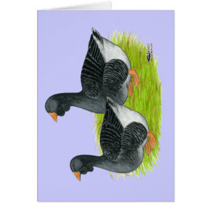 Cartão Toulouse Dewlap Geese