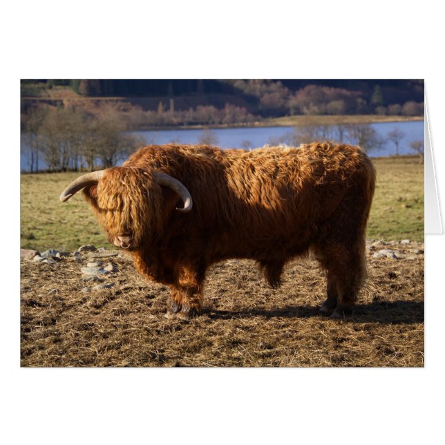 Cartão Touro de Gado Highland, Escócia (Frente Horizontal)