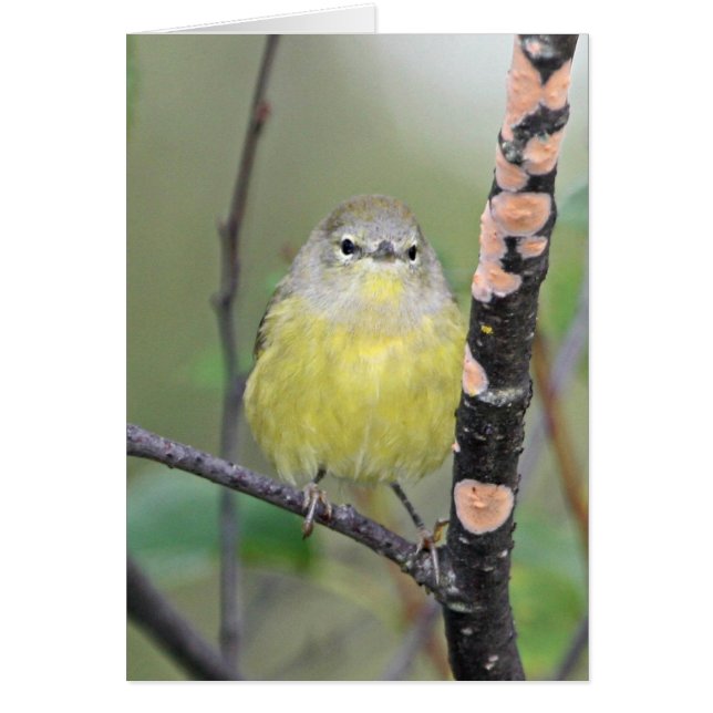 Cartão toutinegra Alaranjado-coroada (Frente)