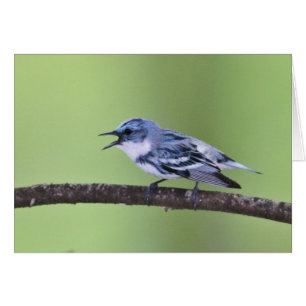 Cartão Toutinegra Cerulean