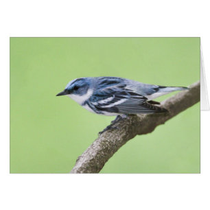 Cartão Toutinegra Cerulean