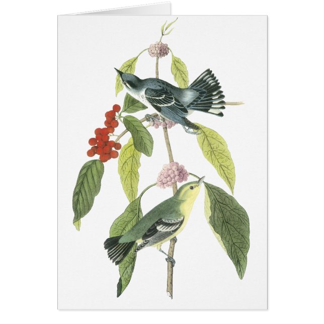 Cartão Toutinegra Cerulean, John Audubon (Frente)