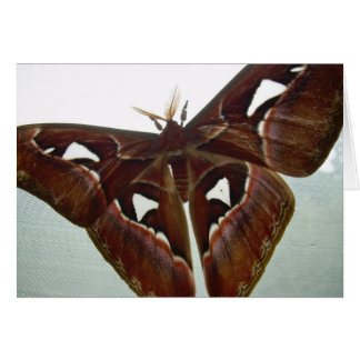 Cartão Traça da cobra