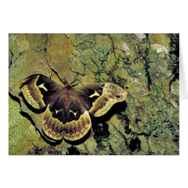 Cartão traça de seda da Tulipa-árvore (Frente Horizontal)