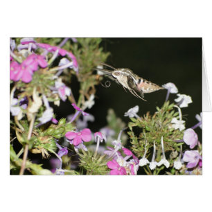Cartão Traça & Phlox de colibri