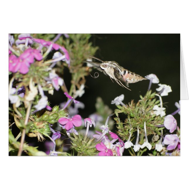 Cartão Traça & Phlox de colibri (Frente Horizontal)