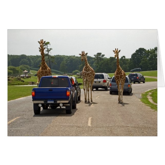 Cartão Tráfego de Entrada (Frente Horizontal)