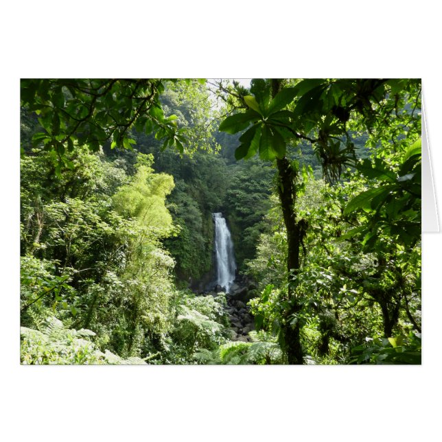 Cartão Traffic Falls Tropical RainForest Fotografia (Frente Horizontal)