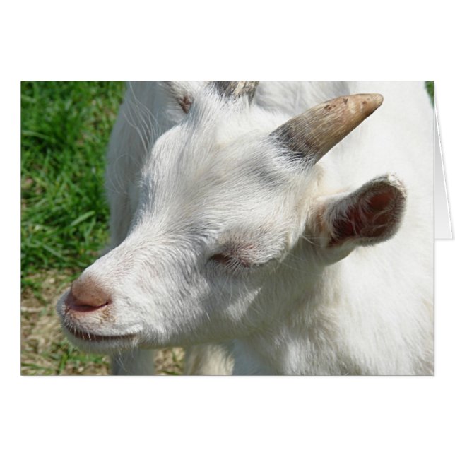 Cartão Traga-me alguns matizes (Frente Horizontal)