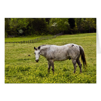 Cartão Tranquilidade