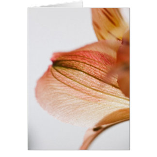 Cartão Translúcido