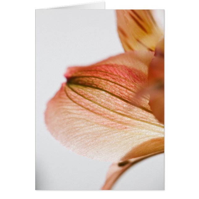 Cartão Translúcido (Frente)