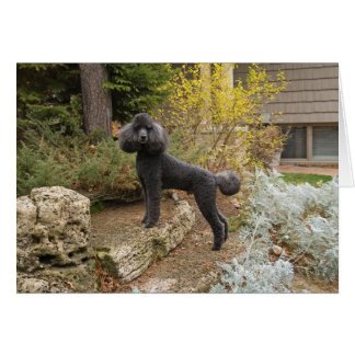 Cartão Trazendo magia para o seu dia...