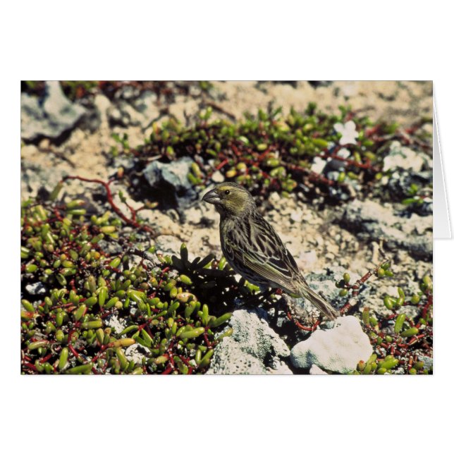 Cartão Trecho de Laysan (Frente Horizontal)