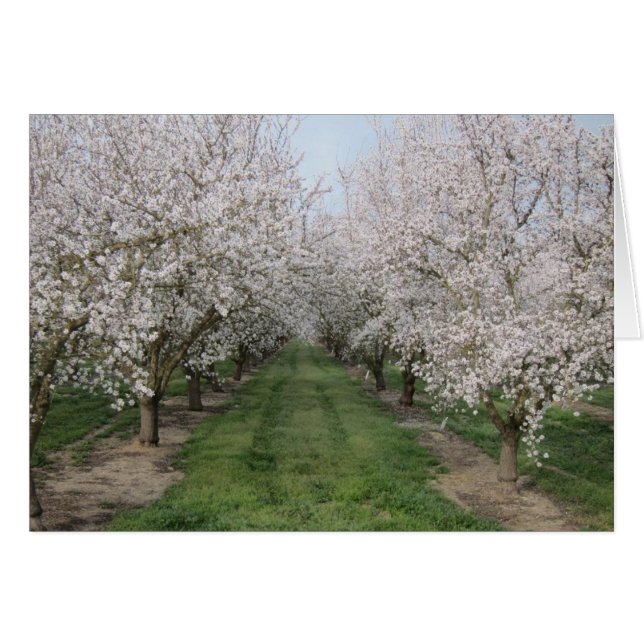 Cartão Tree Blossoms (Frente Horizontal)