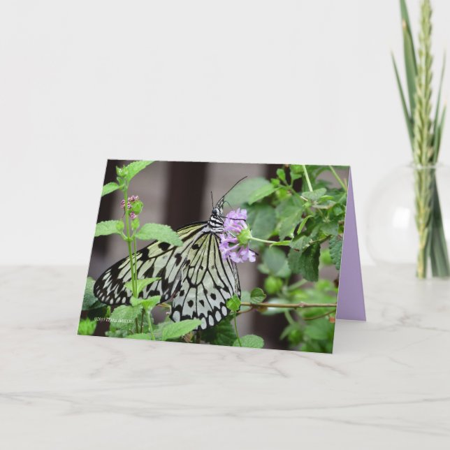 Cartão Tree Nymph (Frente)