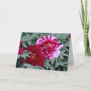 Cartão Tree Peony "Shimi Nishiki"