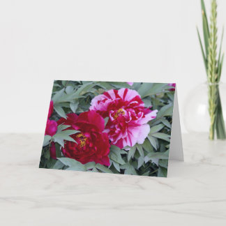 Cartão Tree Peony Shimi Nishiki