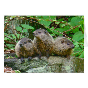 Cartão Três bebê Groundhogs