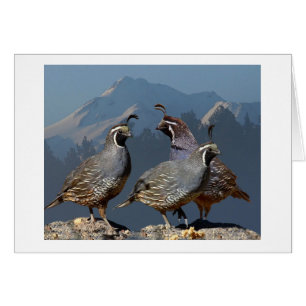 CARTÃO TRÊS CODORNIZ E SHASTA