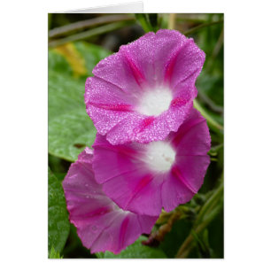 Cartão Três corriolas cor-de-rosa