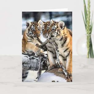 Cartão Três Cubos De Tigre Em Presentes De Arte Em Neve