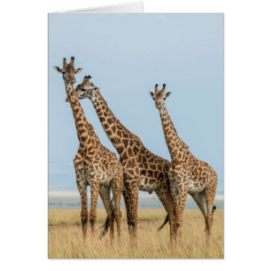 Cartão Três girafas posando