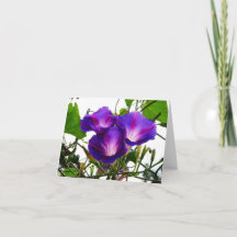 Três Glórias da Manhã