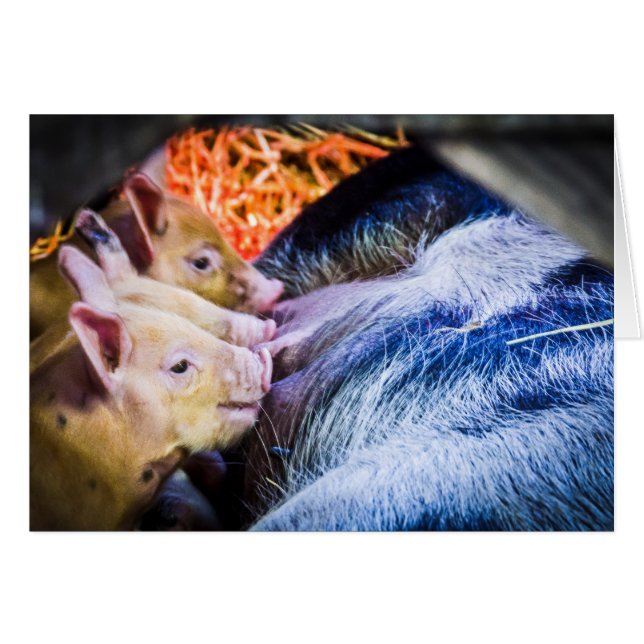 Cartão Três Pequenos Porcos (Frente Horizontal)