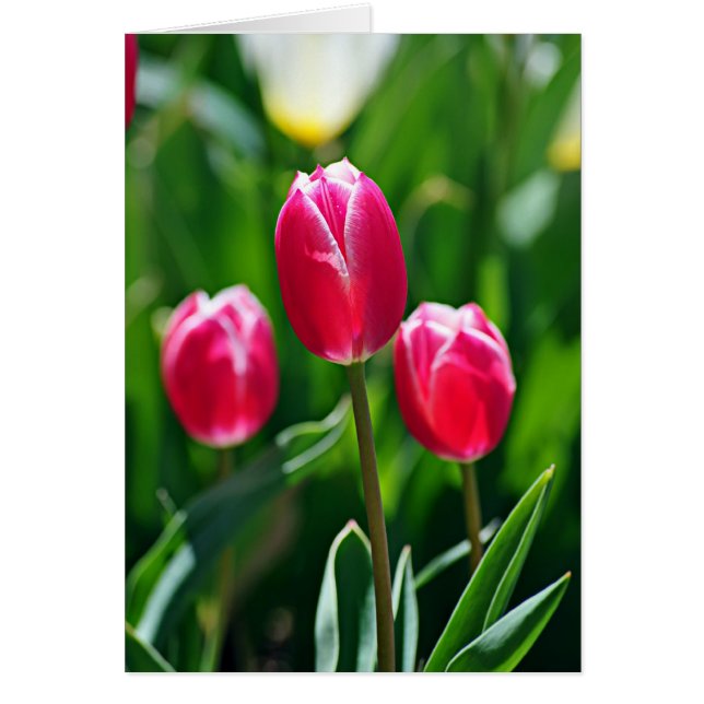 Cartão Três Pinks (Frente)