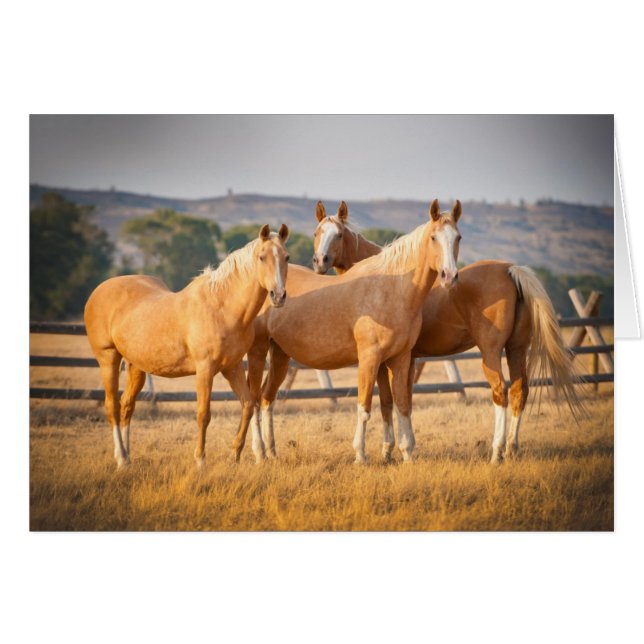 Cartão Três pôneis Palomino (Frente Horizontal)