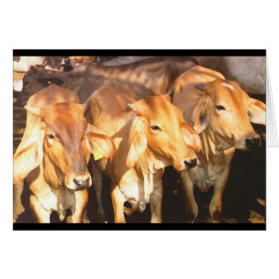 Cartão Três vacas de Brown na luz solar dourada