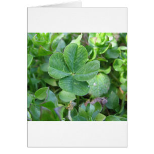 Cartão Trevo de quatro folhas