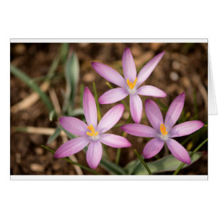 Cartão Triângulo do açafrão da lavanda